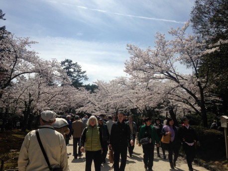 Cherry blossoms and crowds! Shot on iphone.